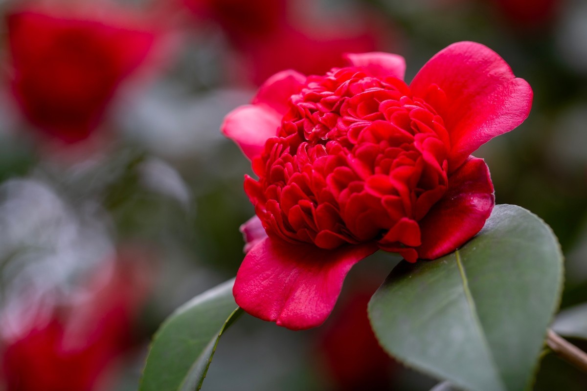 似缎如绸山茶花开