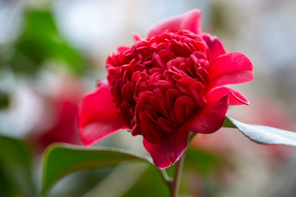 似缎如绸山茶花开