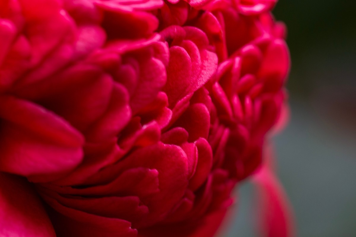 似缎如绸山茶花开