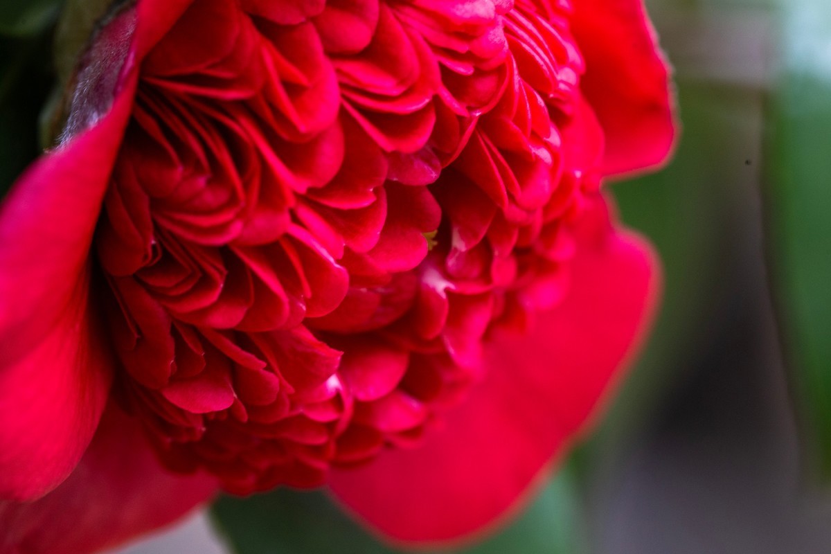 似缎如绸山茶花开