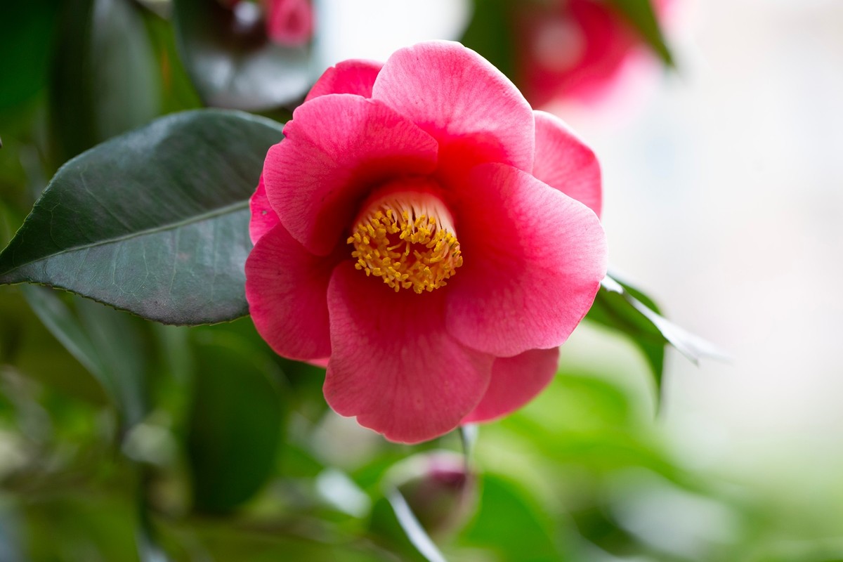 似缎如绸山茶花开