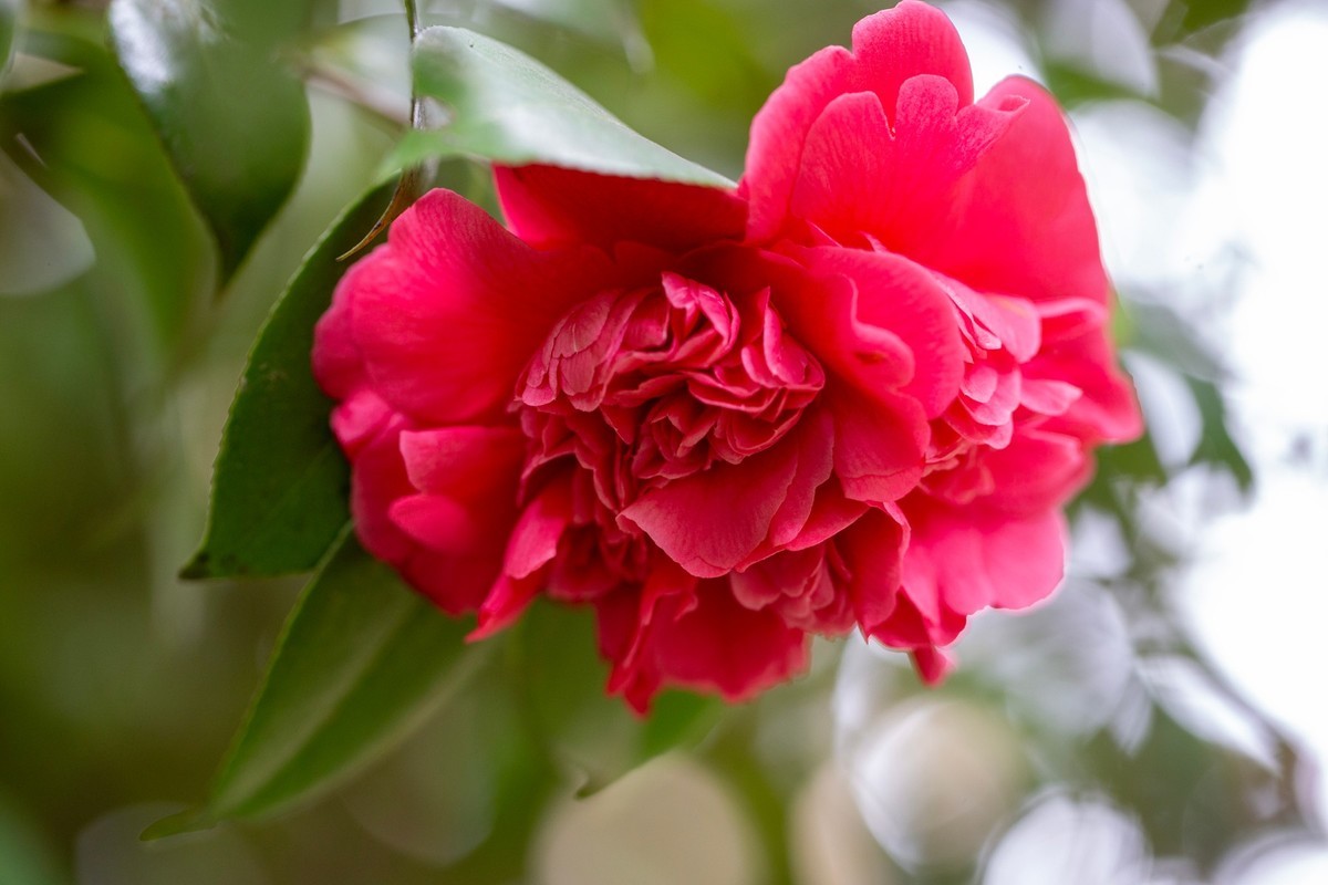 似缎如绸山茶花开