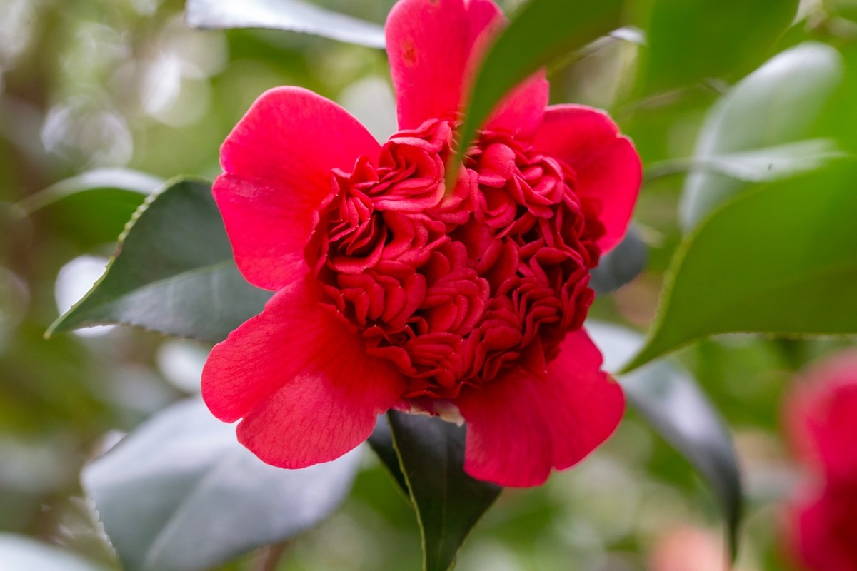 似缎如绸山茶花开