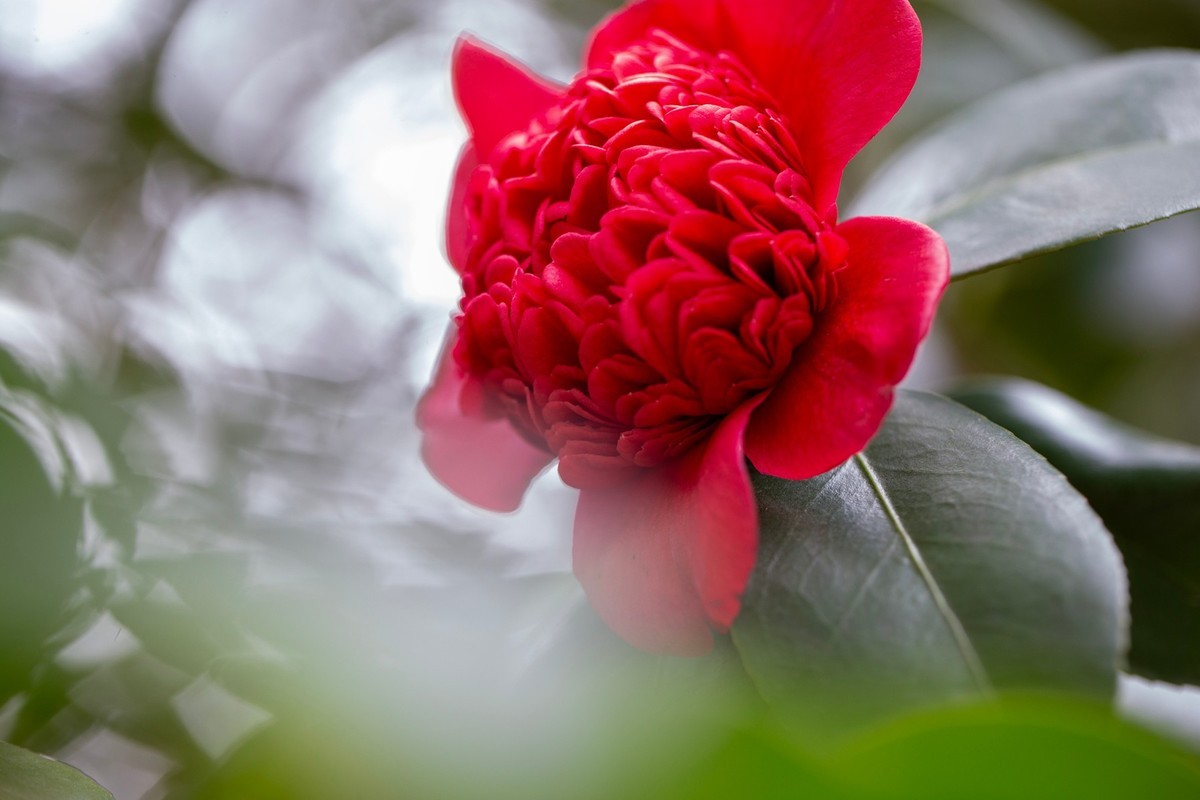 似缎如绸山茶花开