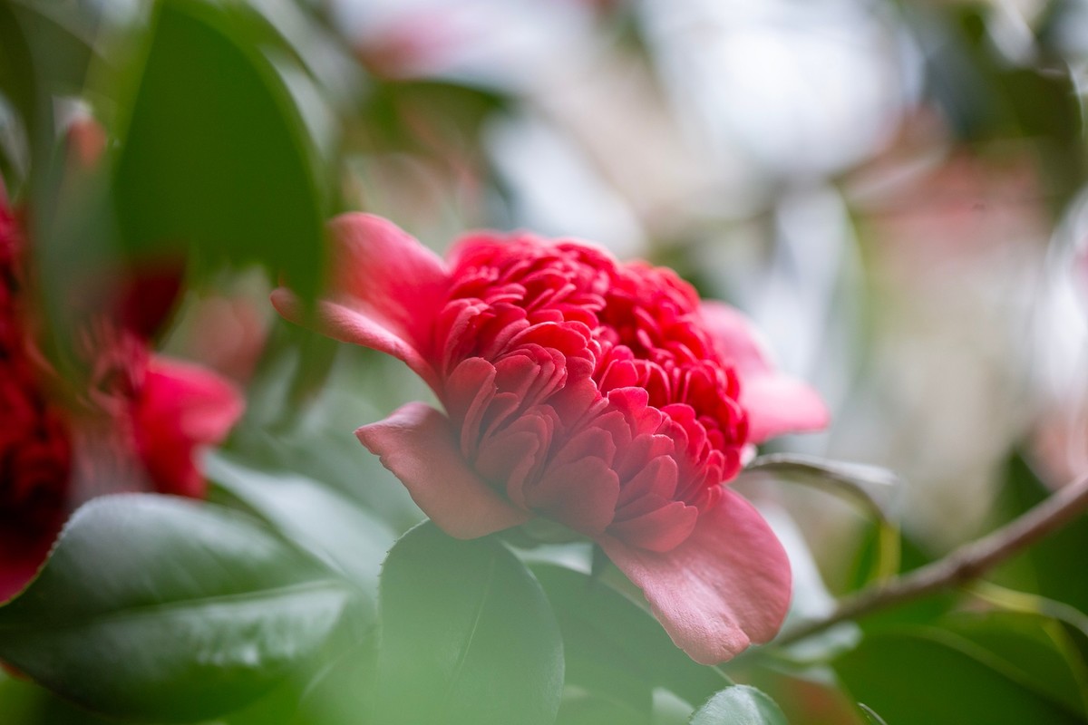 似缎如绸山茶花开