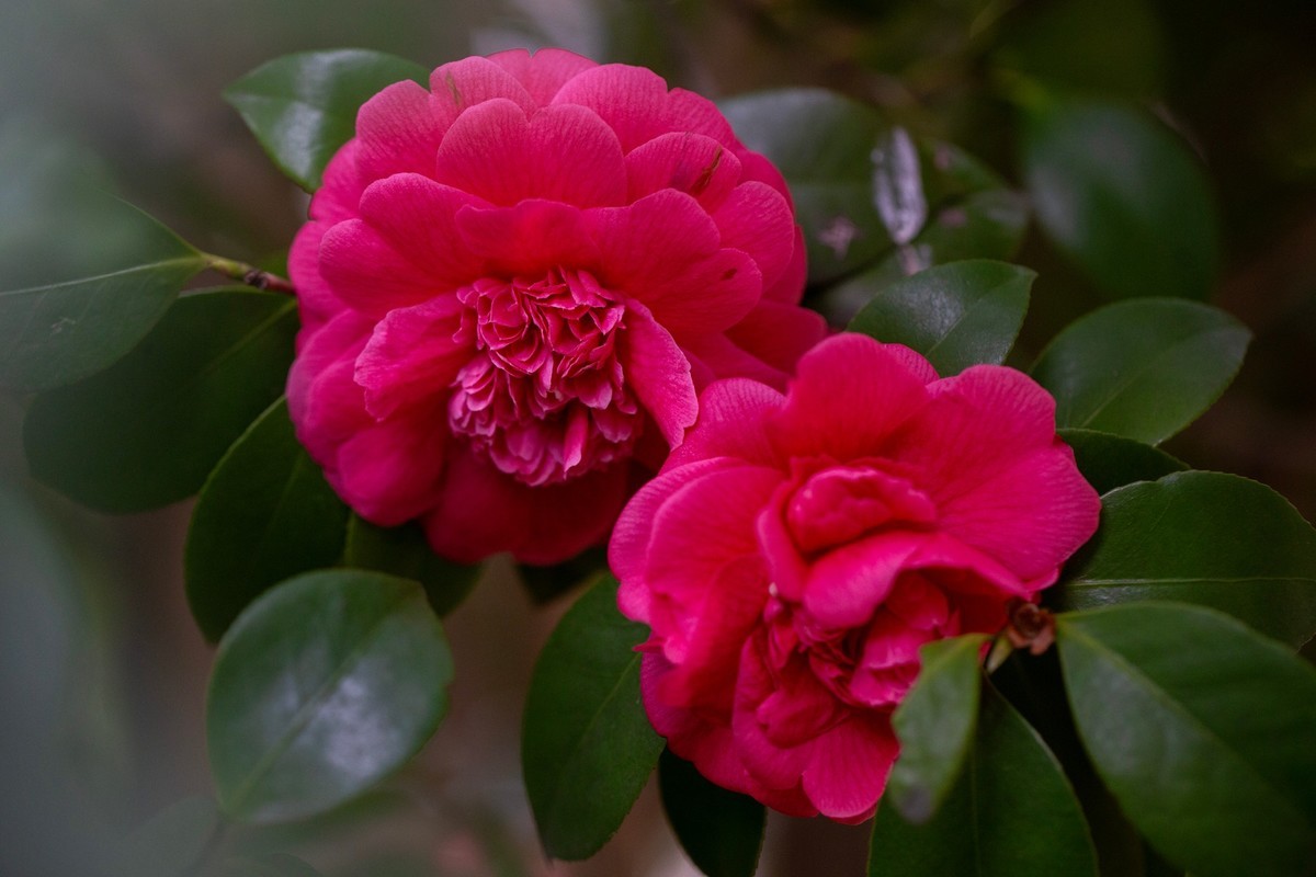 似缎如绸山茶花开