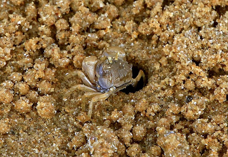 《不老松：忆海南游记》(16)我在海边拾到的，都是人家不要的！哈哈！