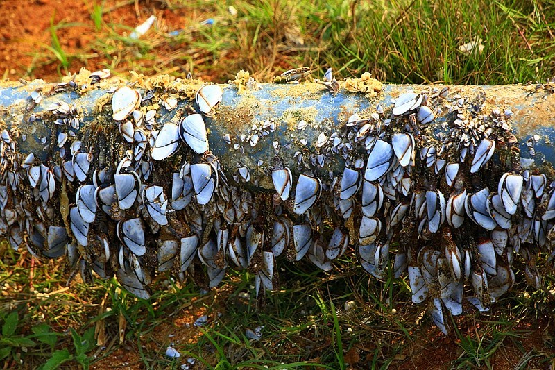 《不老松：忆海南游记》(16)我在海边拾到的，都是人家不要的！哈哈！