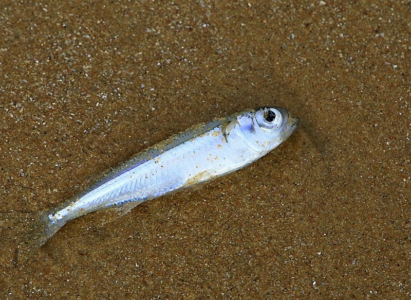 《不老松：忆海南游记》(16)我在海边拾到的，都是人家不要的！哈哈！