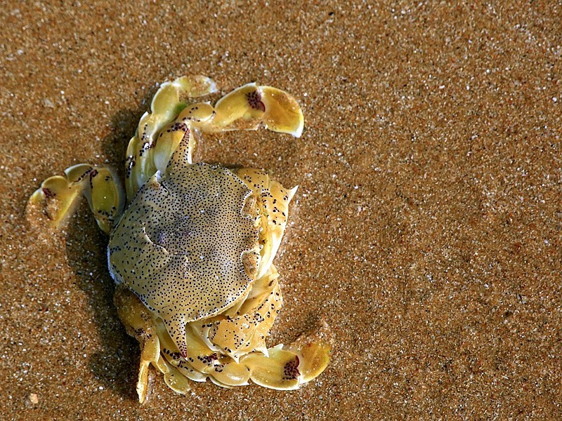《不老松：忆海南游记》(16)我在海边拾到的，都是人家不要的！哈哈！