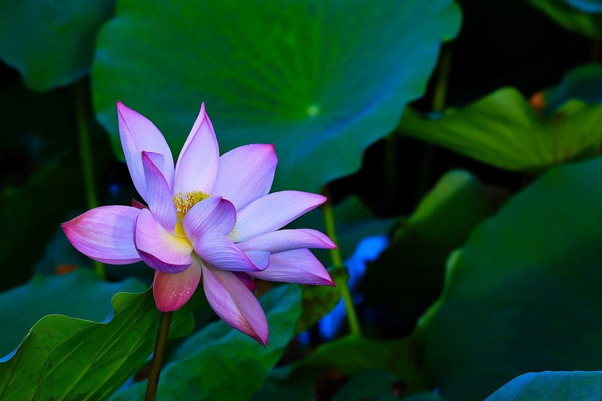 发一组荷花增添人气