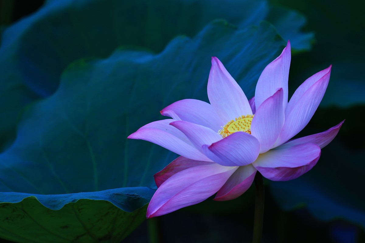 发一组荷花增添人气