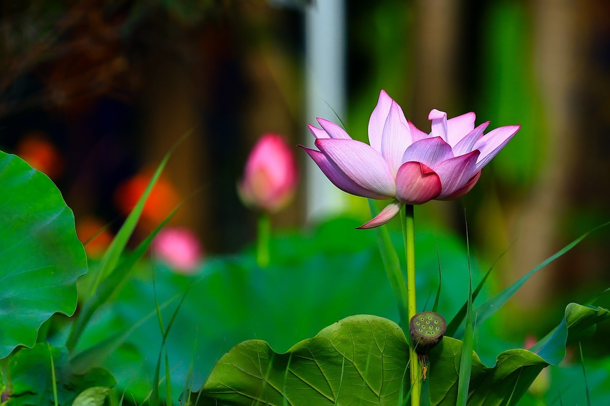 发一组荷花增添人气