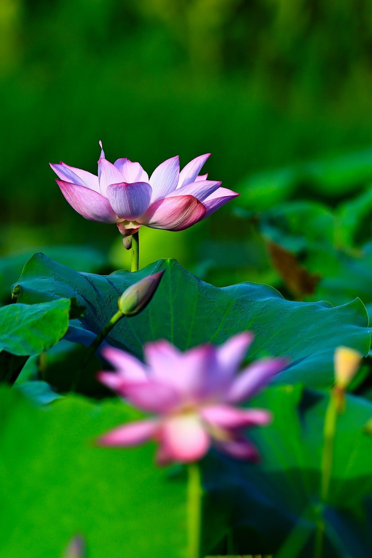 发一组荷花增添人气