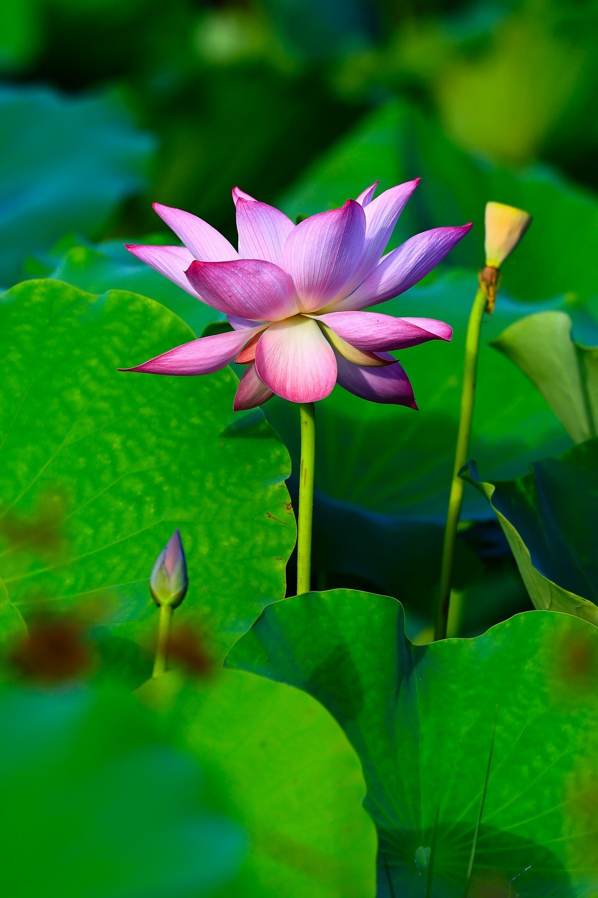 发一组荷花增添人气