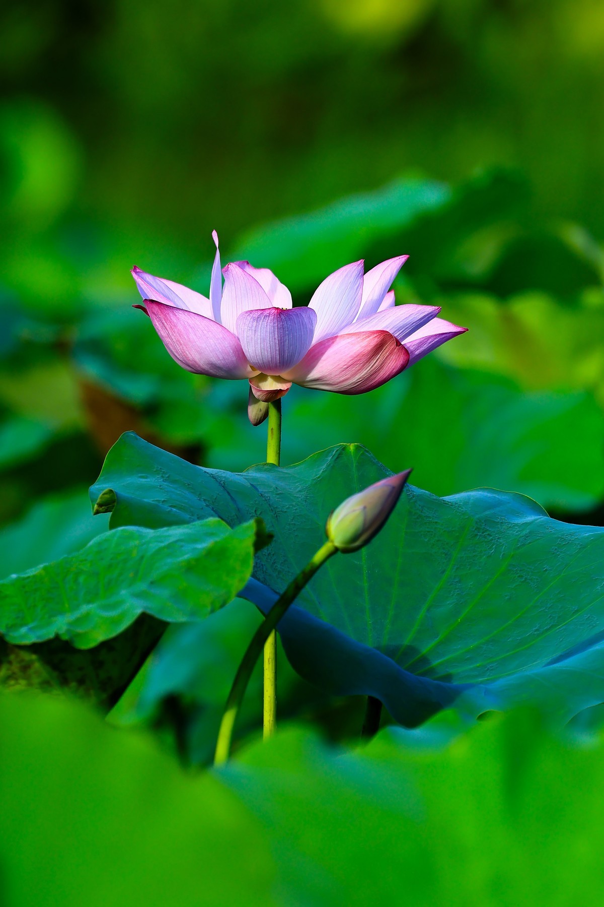 发一组荷花增添人气