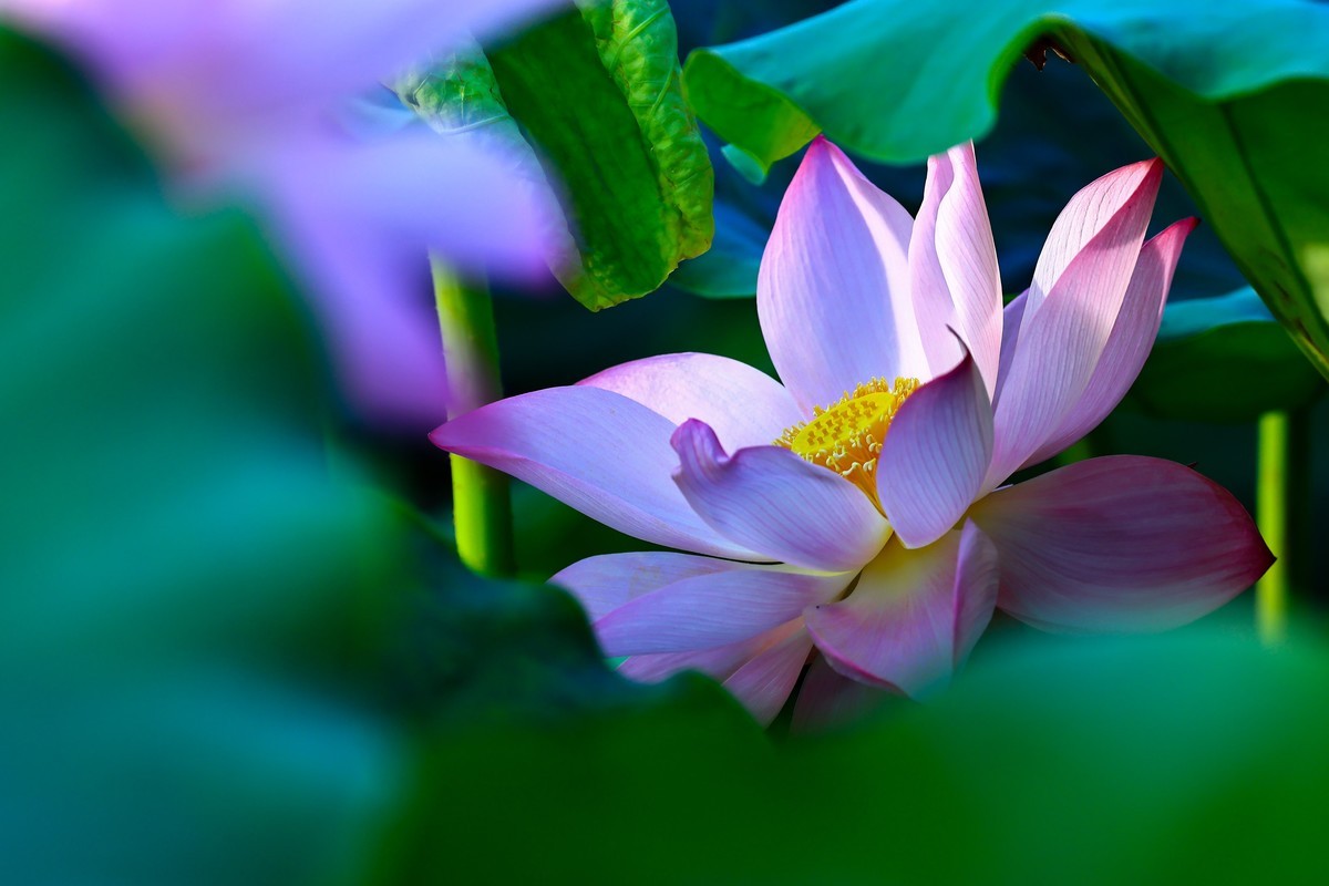 发一组荷花增添人气