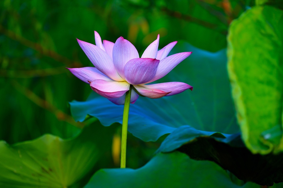 发一组荷花增添人气