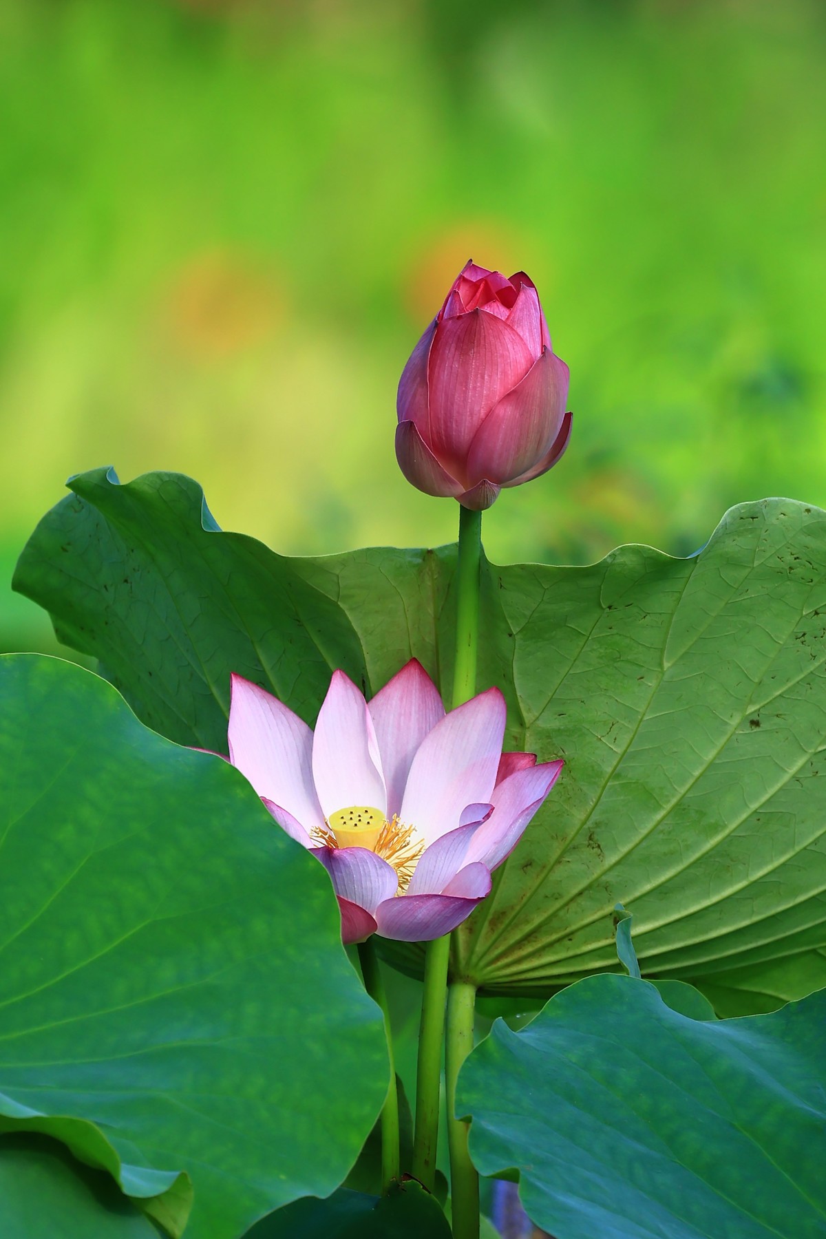 发一组荷花增添人气