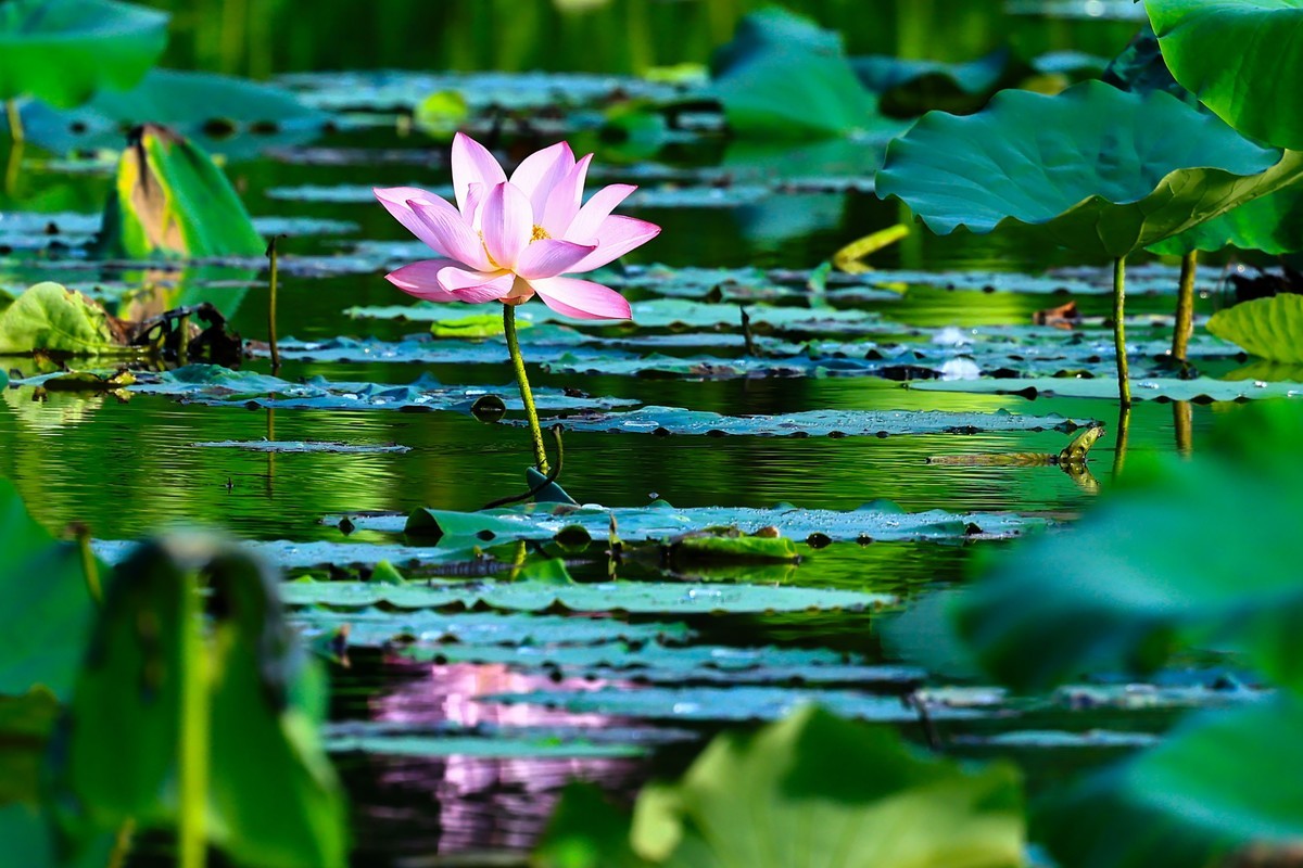 发一组荷花增添人气