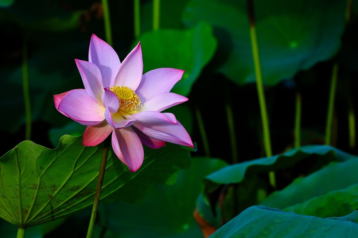 发一组荷花增添人气