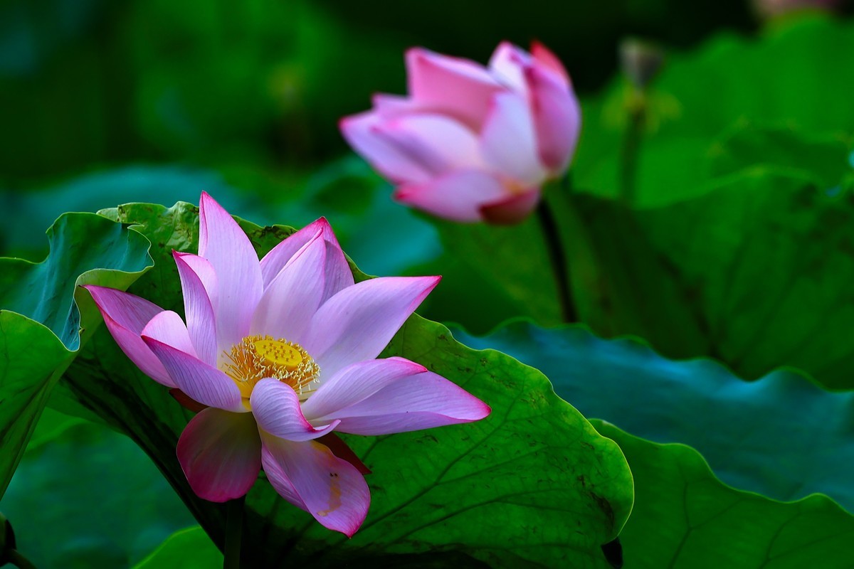 发一组荷花增添人气