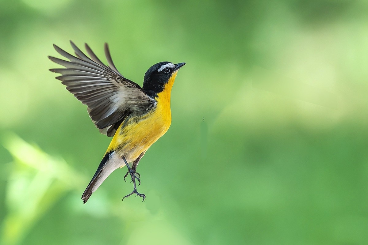 金甲披身疑凤子，银丝点额胜貂裘。