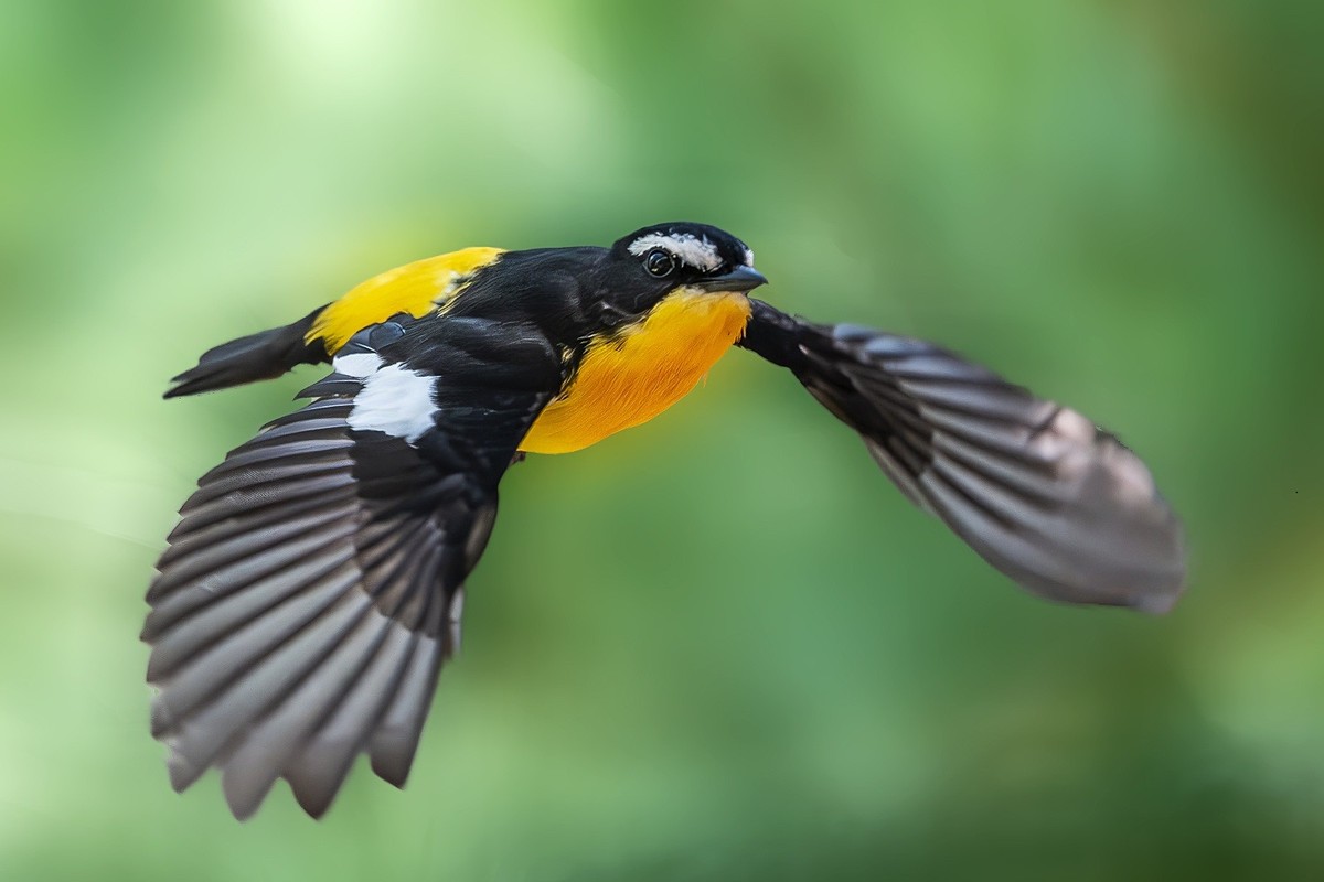 金甲披身疑凤子，银丝点额胜貂裘。