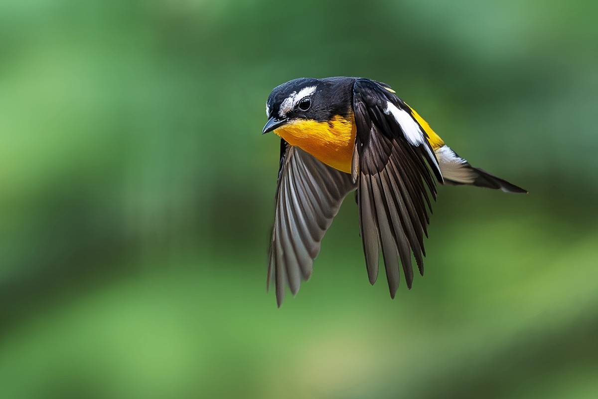 金甲披身疑凤子，银丝点额胜貂裘。