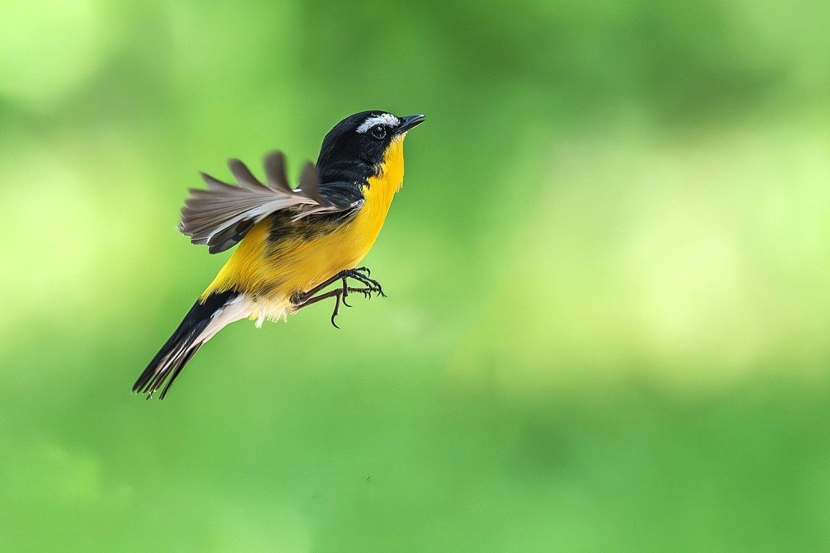 金甲披身疑凤子，银丝点额胜貂裘。