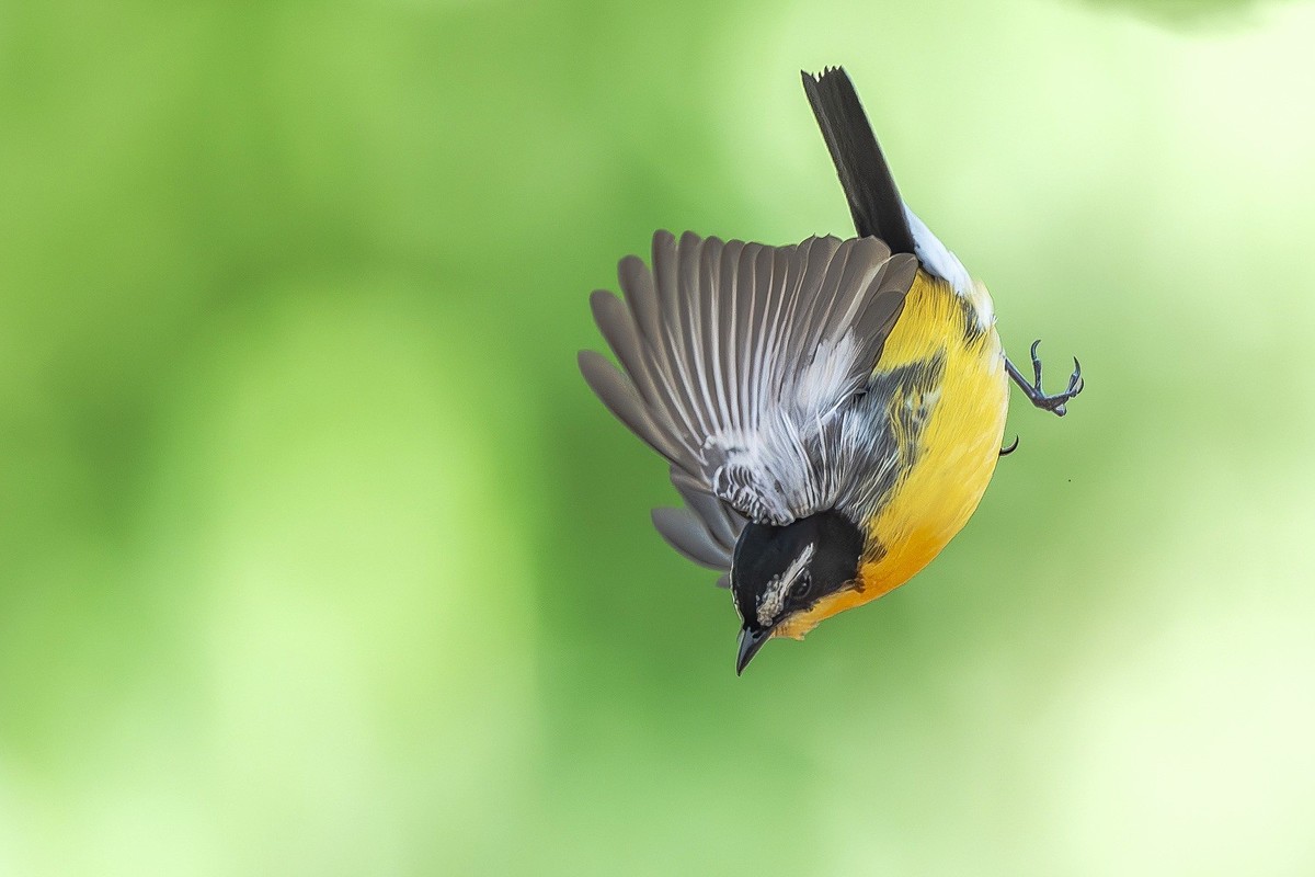 金甲披身疑凤子，银丝点额胜貂裘。