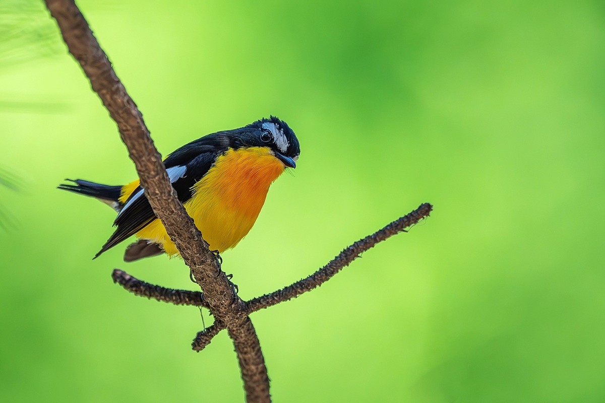 金甲披身疑凤子，银丝点额胜貂裘。