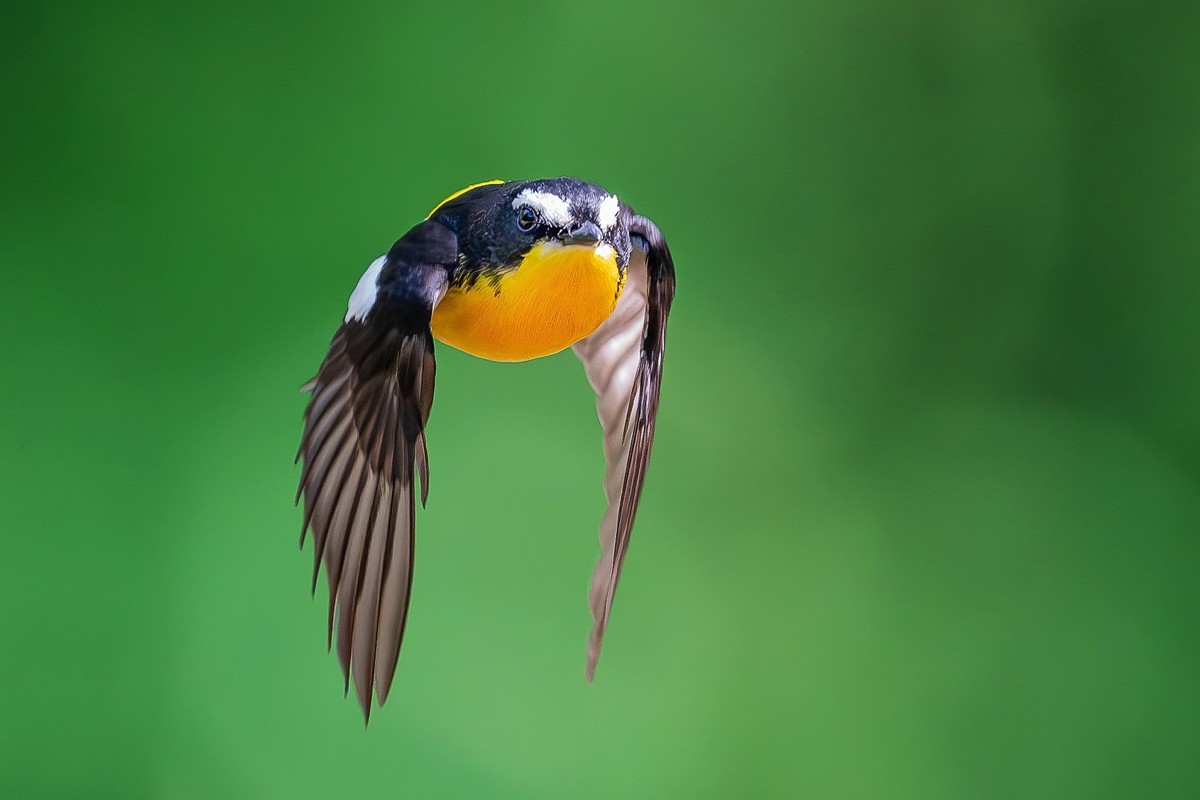 金甲披身疑凤子，银丝点额胜貂裘。