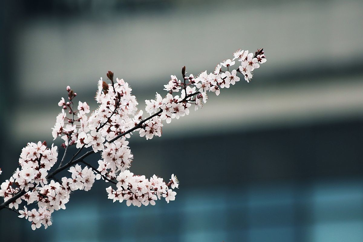 花季之紫叶李花（二）