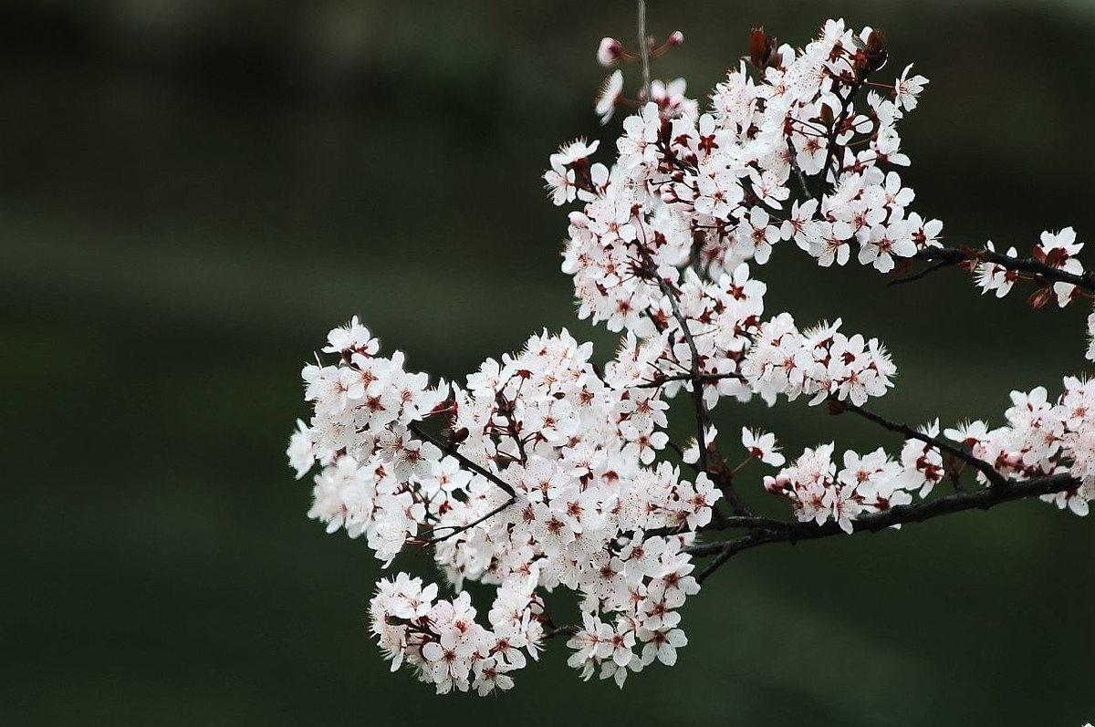 花季之紫叶李花（二）