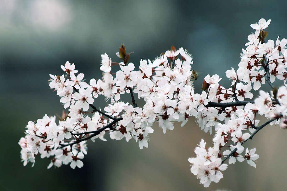 花季之紫叶李花（二）