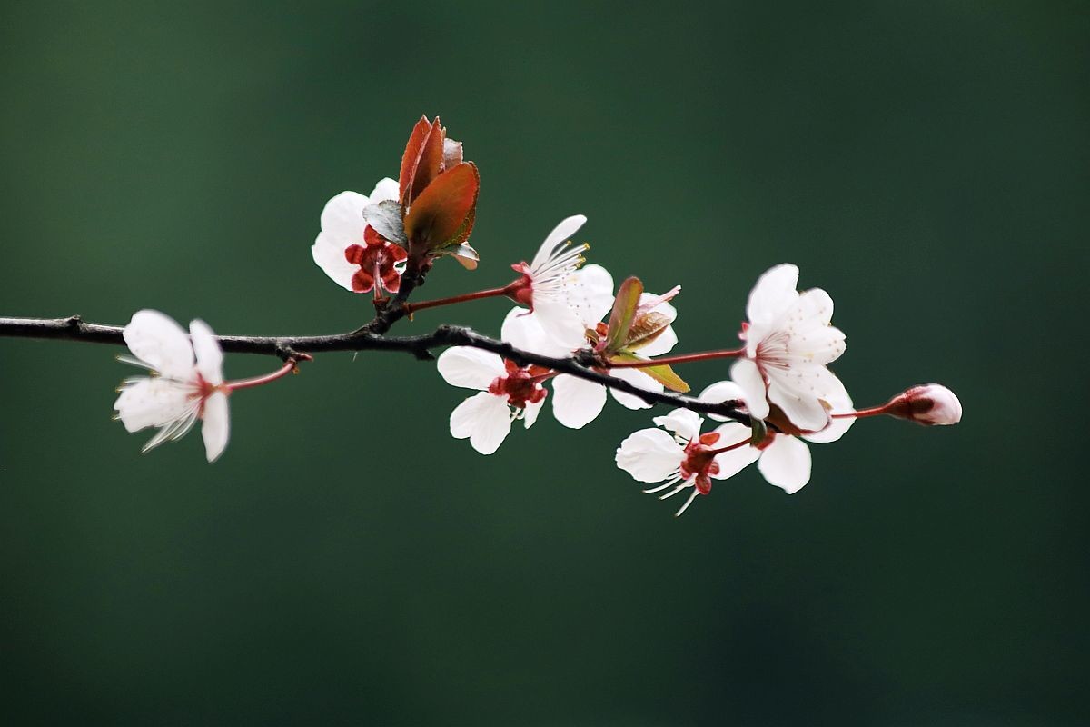 花季之紫叶李花（二）