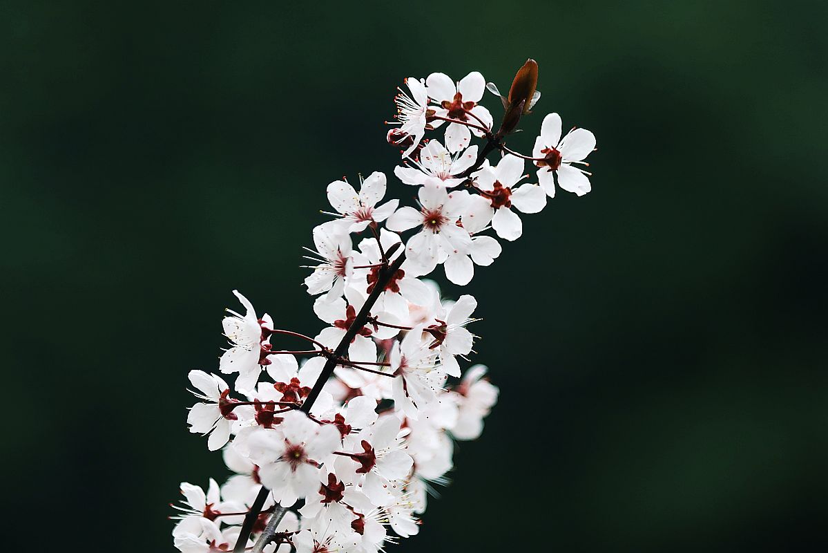 花季之紫叶李花（二）