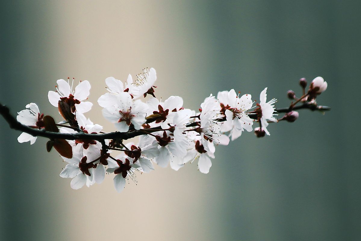 花季之紫叶李花（二）