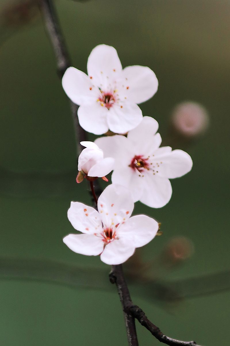 花季之紫叶李花（二）