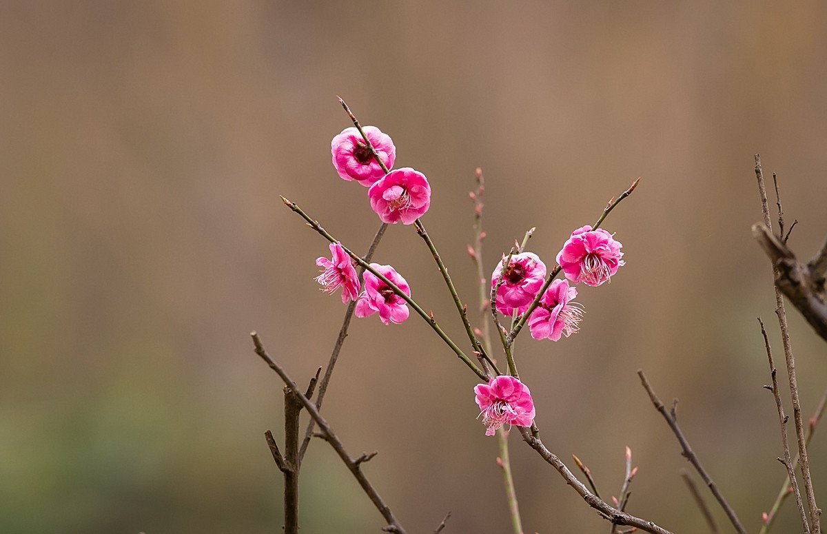 天气好了，鸟儿乱飞，适马长焦再拍鸟和花