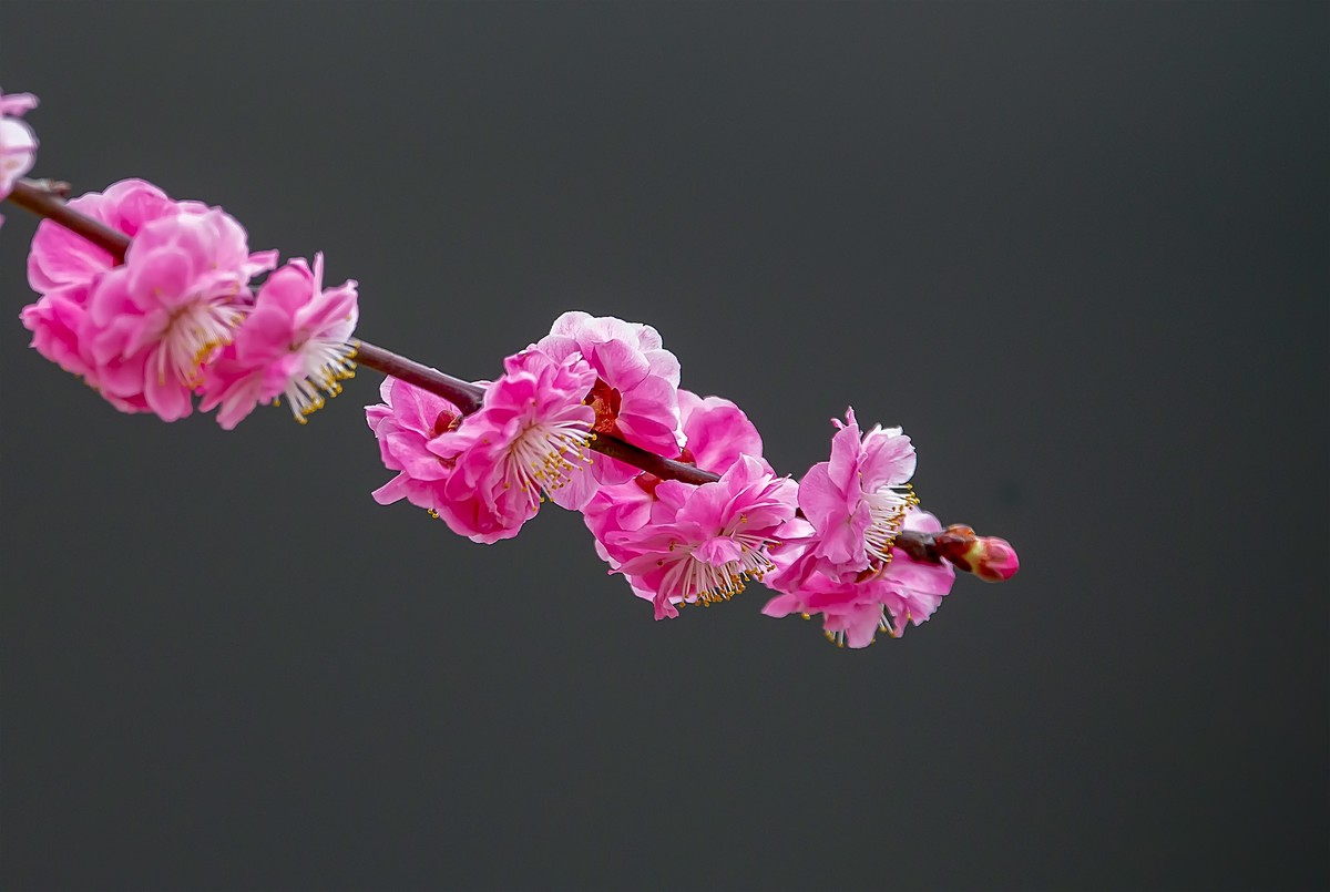天气好了，鸟儿乱飞，适马长焦再拍鸟和花