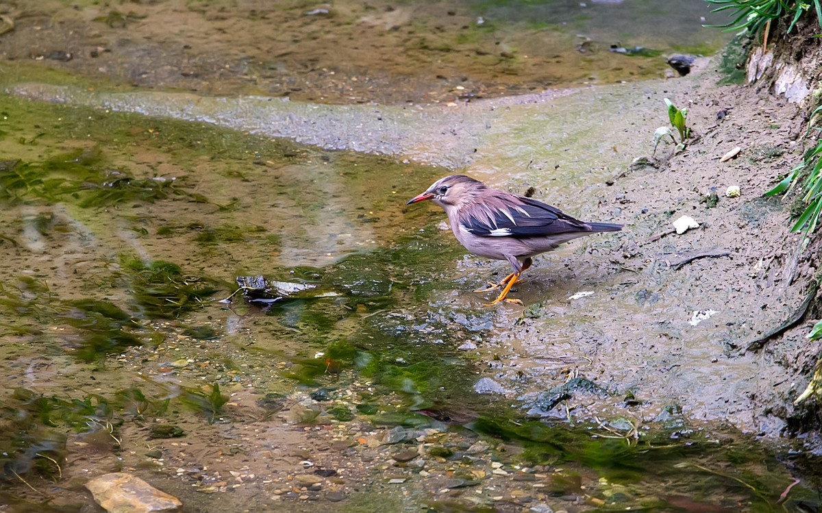 天气好了，鸟儿乱飞，适马长焦再拍鸟和花