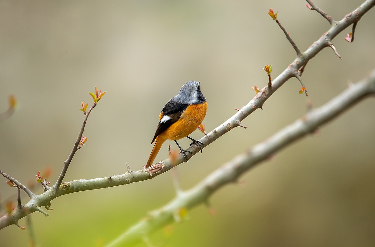 天气好了，鸟儿乱飞，适马长焦再拍鸟和花
