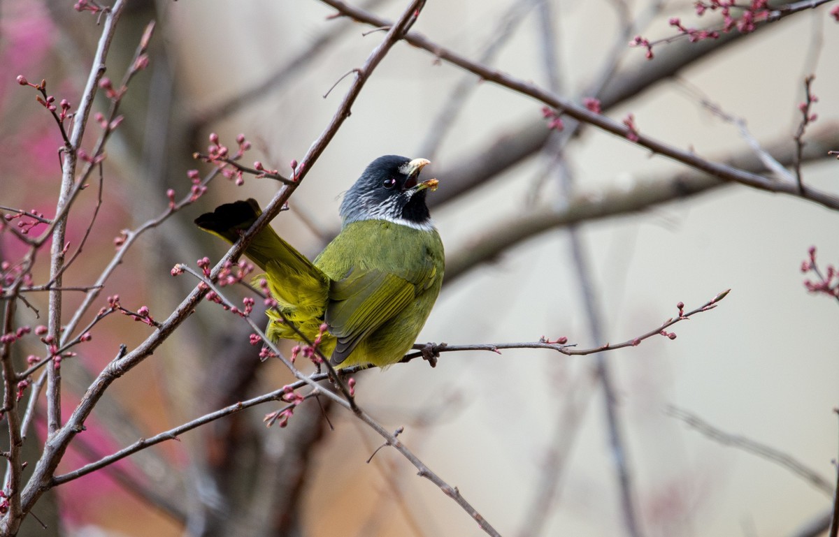 天气好了，鸟儿乱飞，适马长焦再拍鸟和花