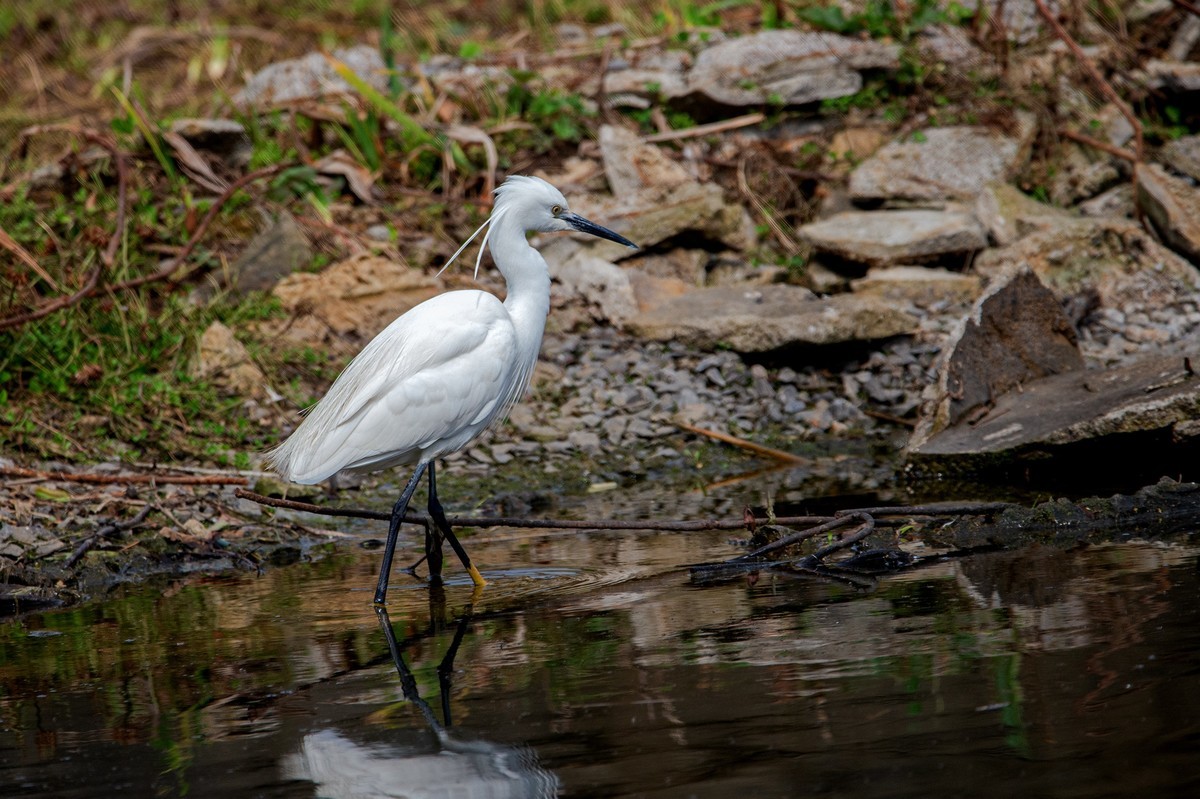 天气好了，鸟儿乱飞，适马长焦再拍鸟和花