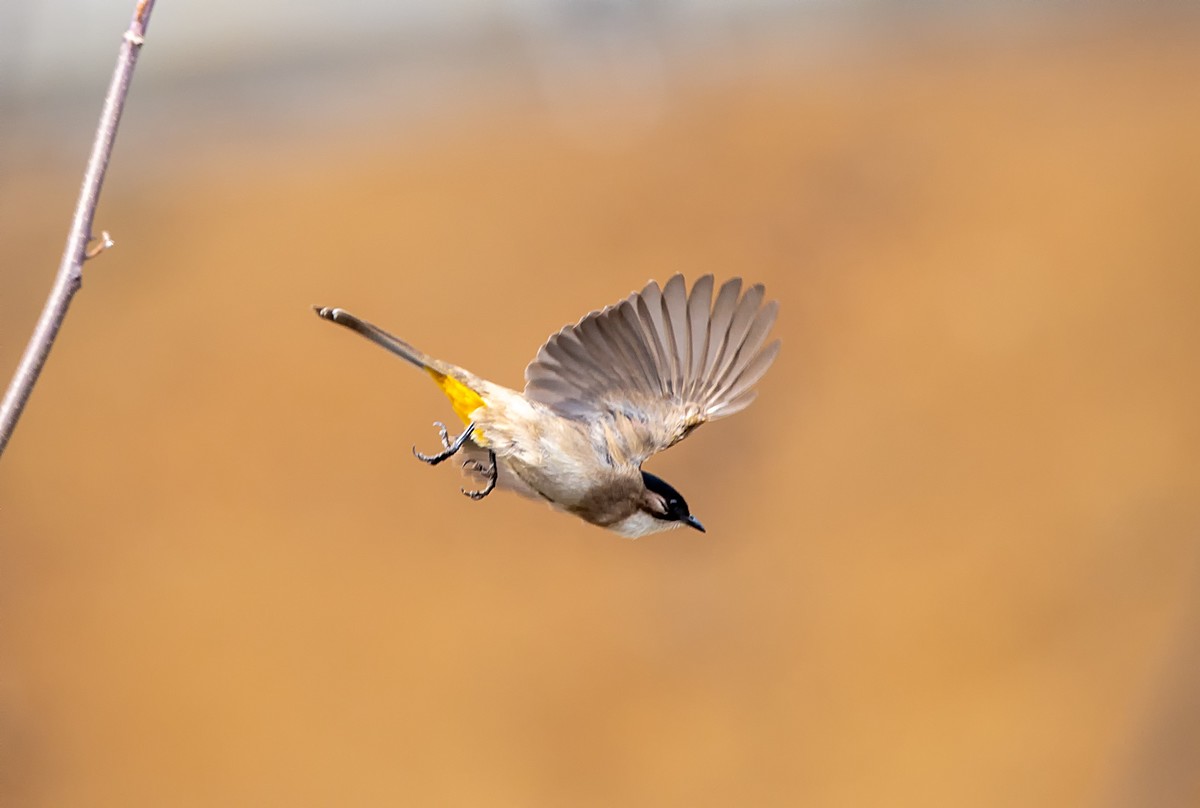 天气好了，鸟儿乱飞，适马长焦再拍鸟和花