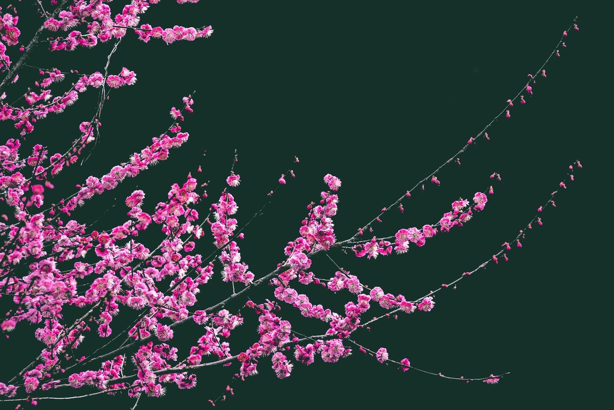 天气好了，鸟儿乱飞，适马长焦再拍鸟和花