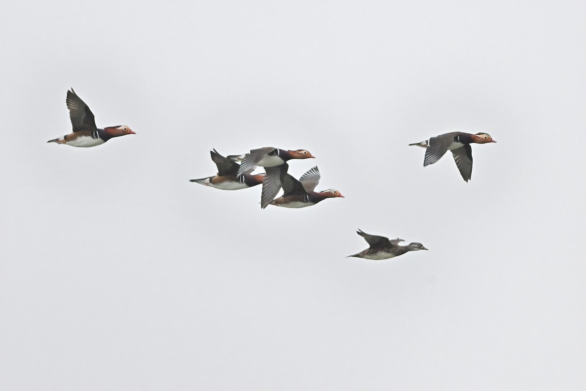 星空(中国)很冷清，发一组应该是鸳鸯吧