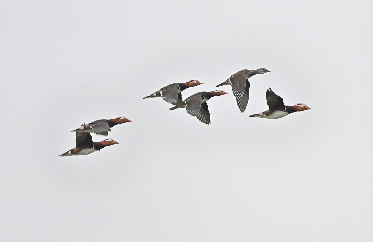 星空(中国)很冷清，发一组应该是鸳鸯吧